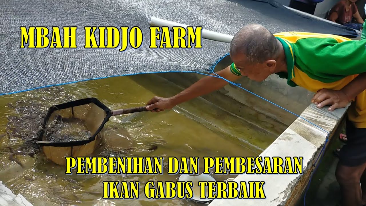 Berawal Menemukan Anakan Ikan Gabus di Alam, Mbah Kidjo Sukses Pembibitan dan Pembesaran Ikan Gabus