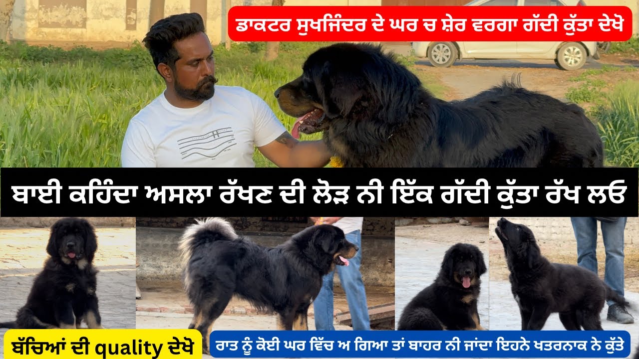 CCTV ਕੈਮਰੇ ਤੋ ਵੀ ਨਿਗਰਾਨੀ ਹੈ ਗੱਦੀ ਕੁੱਤੇ ਦੀ ਬਾਈ ਕਹਿੰਦਾ ll GADDI DOG ll #iltilanatv #doglover