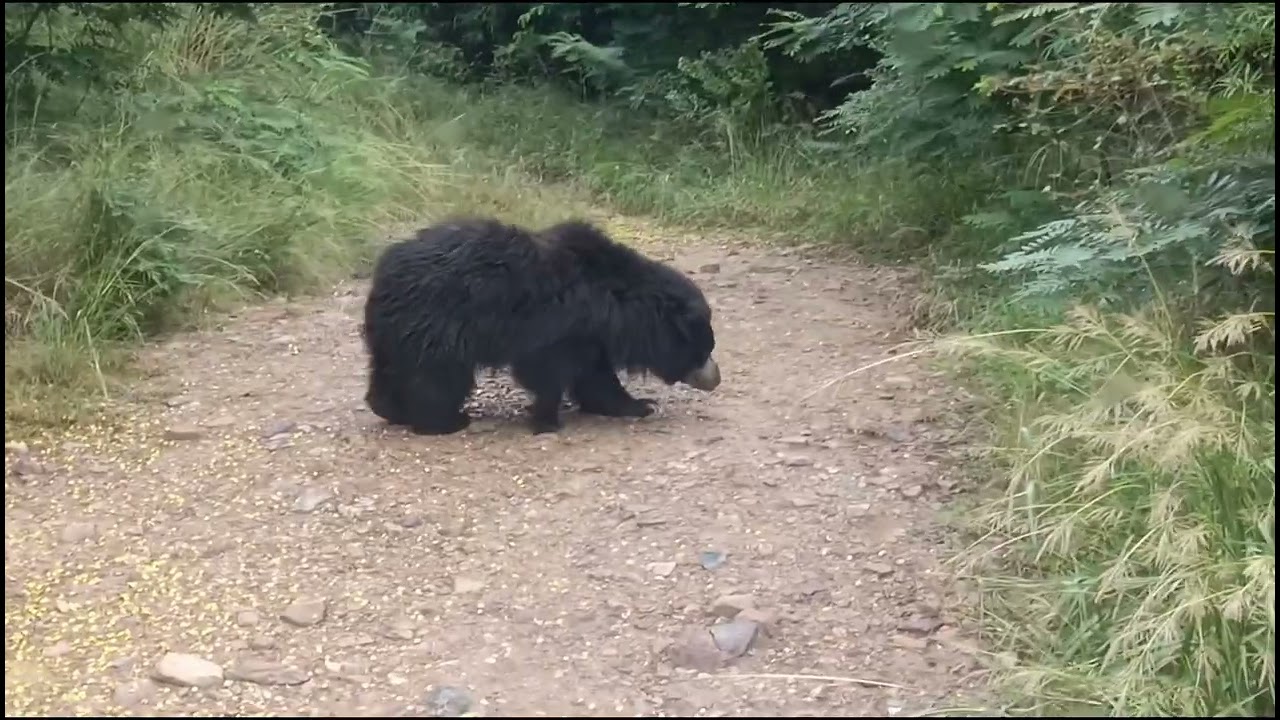 Bear Rajgir Zoo Safari 