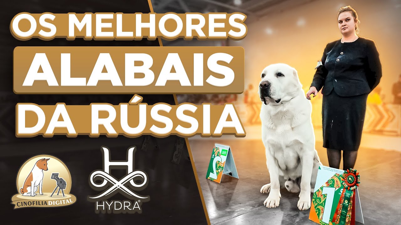 Alabai na Rússia: Os Cães Mais Impressionantes da Maior Exposição do País | Cinofilia Digital
