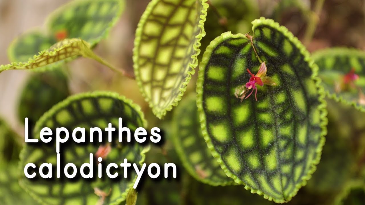 Orquídea Miniatura Lepanthes calodictyon