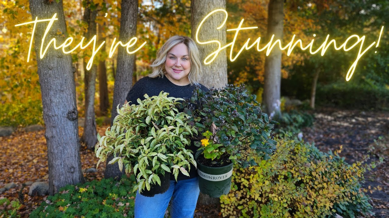Put THESE On Your List For Spring! Multi Season Interest Shrubs St.Johns Wort  & Rainbow Leucothoe