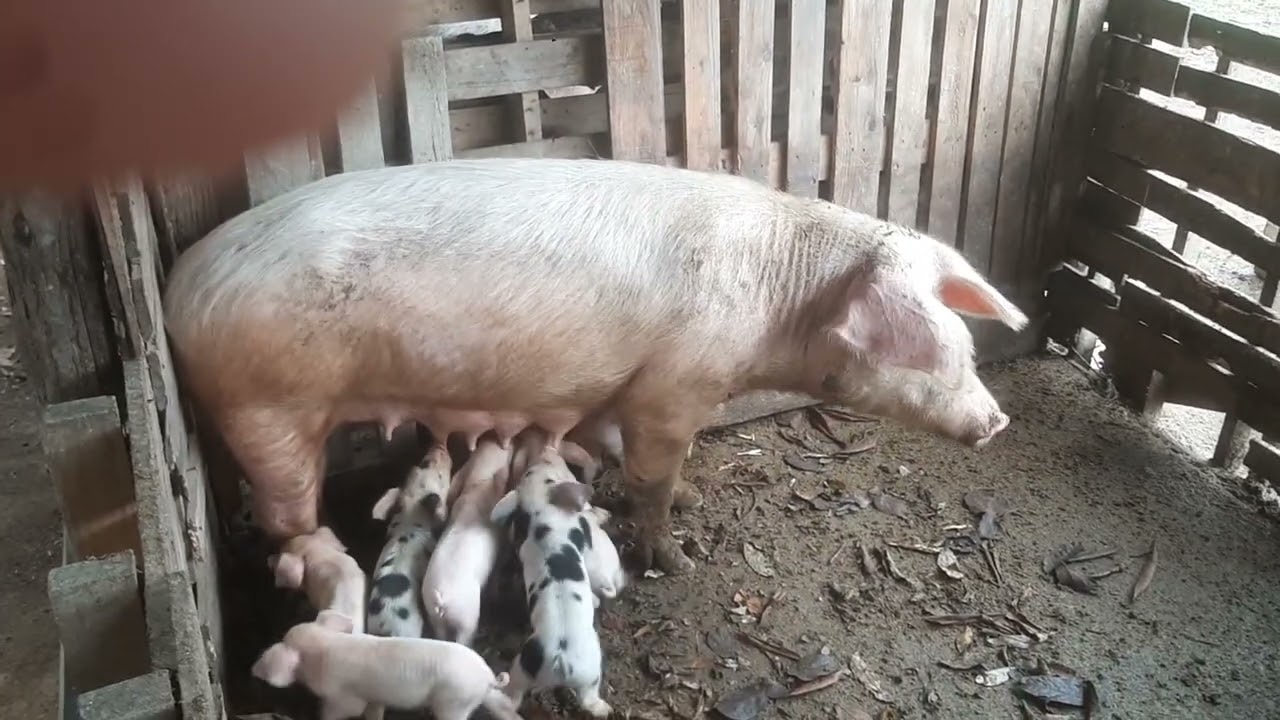 SÍTIO DA FAMÍLIA GALVÃO.  ALIMENTAÇÃO E ROTINA DOS SUÍNOS. parte 1