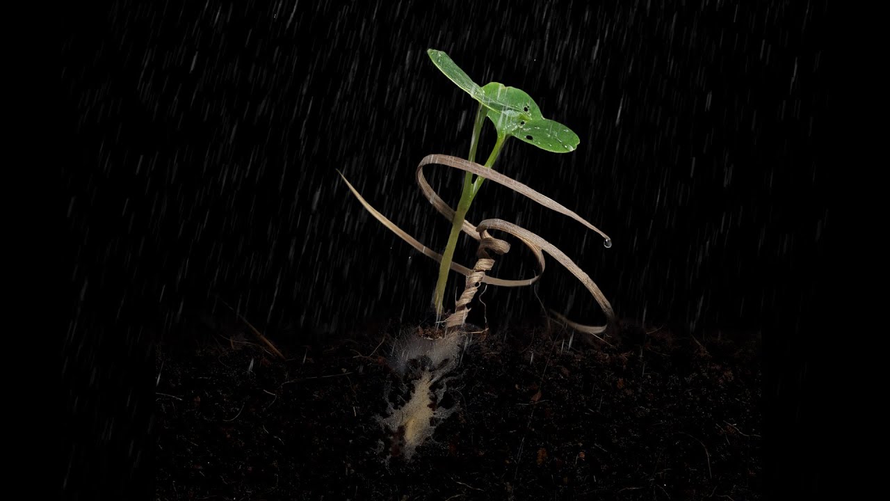 E_seed_Teaser