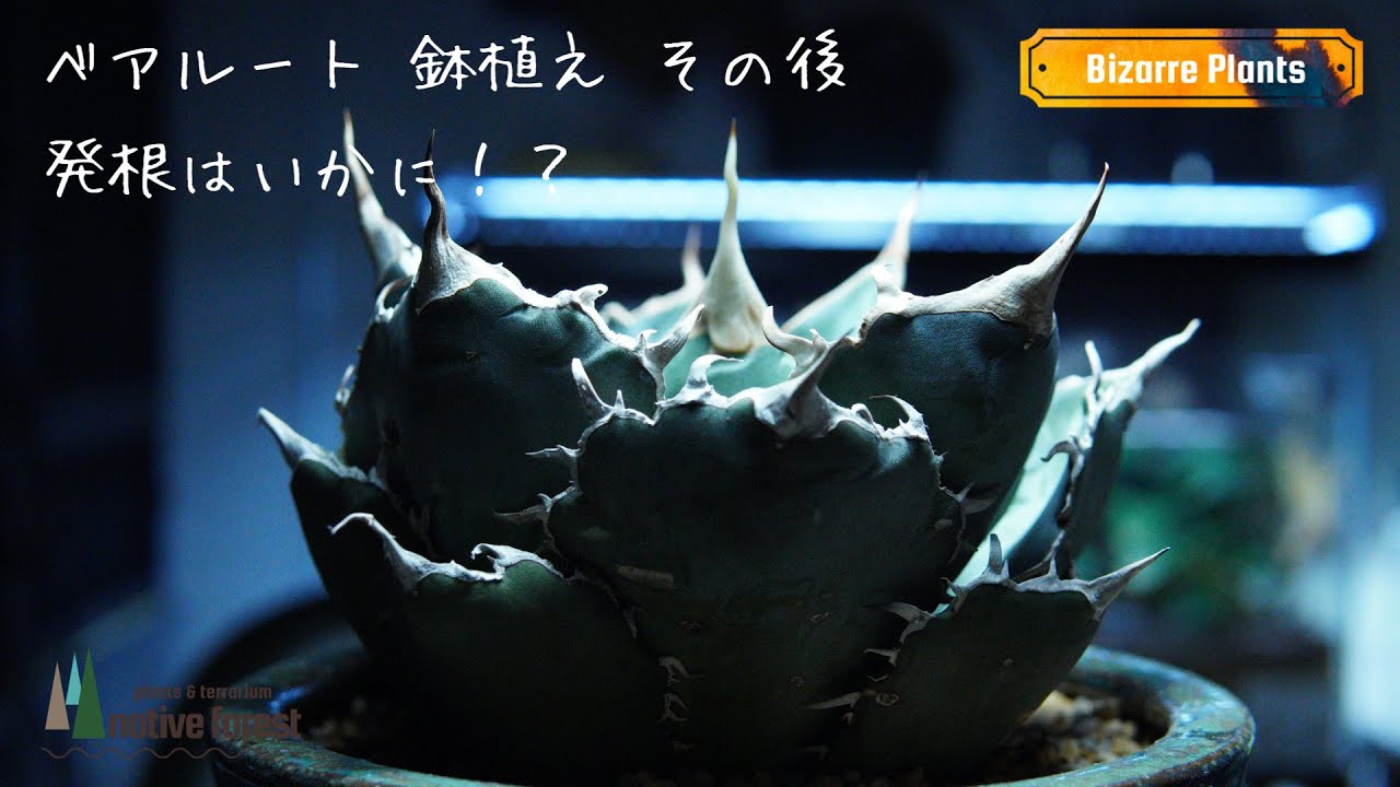 【アガベ】ベアルート（根無し）株を鉢植えにしてから５ヶ月経過した現在！発根はいかに！？