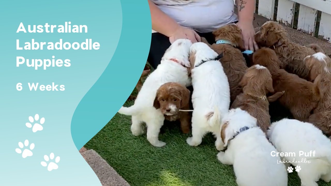 Mini Australian Labradoodle Puppies: CPL Sky Fire x CPL Caveman
