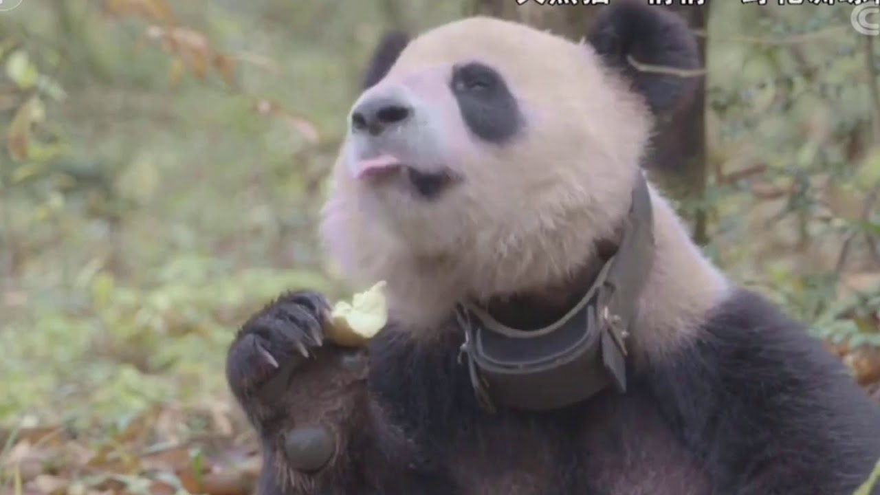 The Wild Training for Captive Giant Pandas