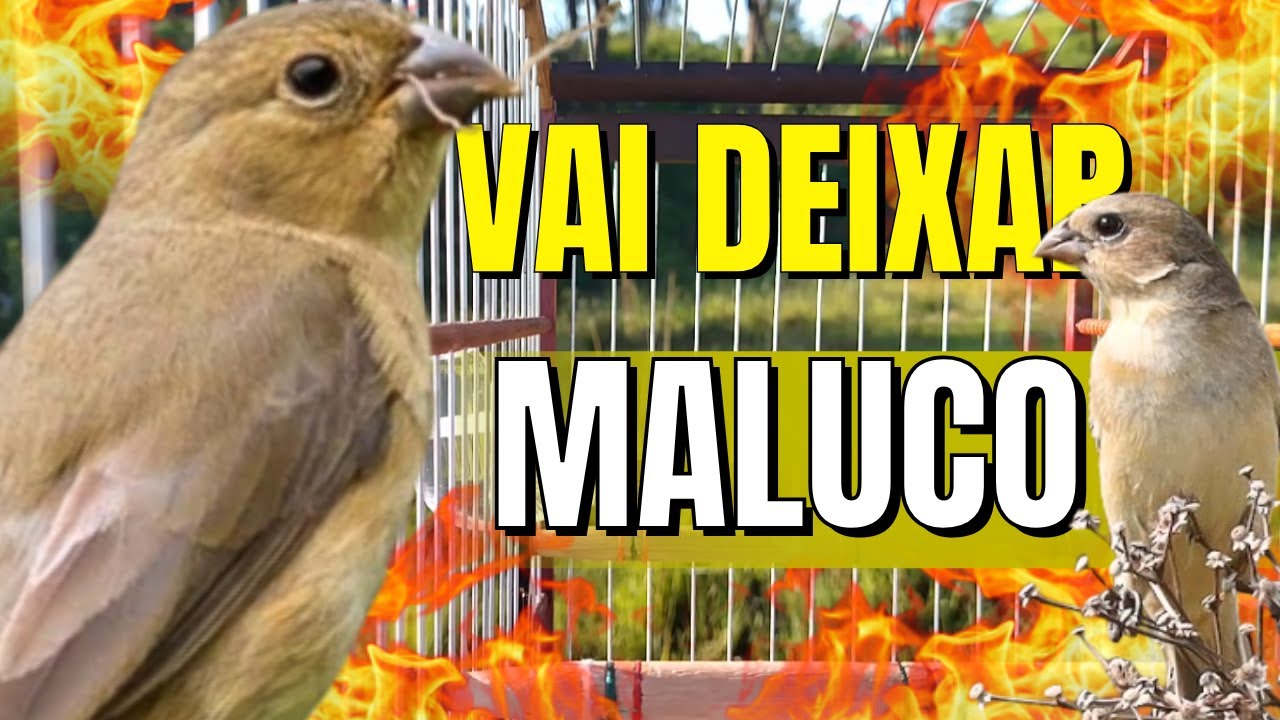 Piado de papa capim fêmea vai deixar seu papa capim cantando Muito RÁPIDO !