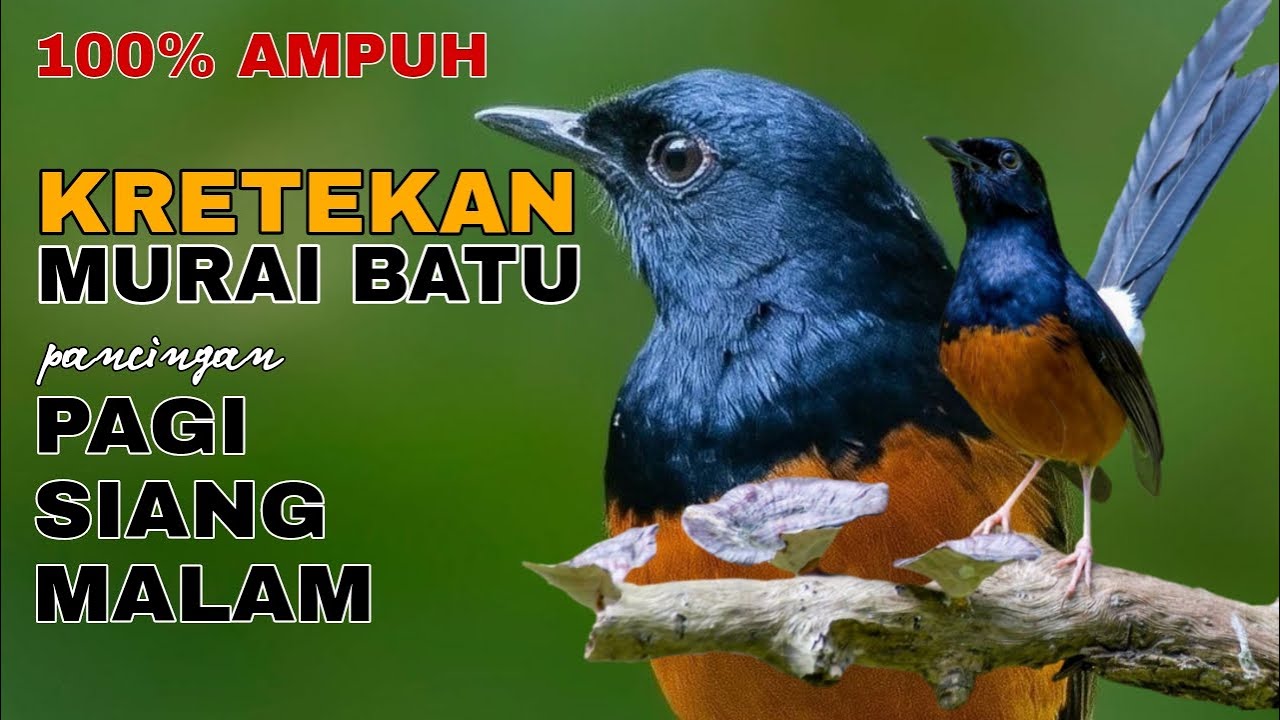 AMPUH! Kretekan Murai Batu Untuk Pancingan Pagi, Siang, Sore Maupun Malam Hari - Menaikan Emosi