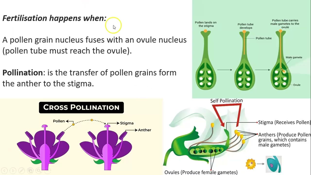 16.3 Sexual reproduction in plants
