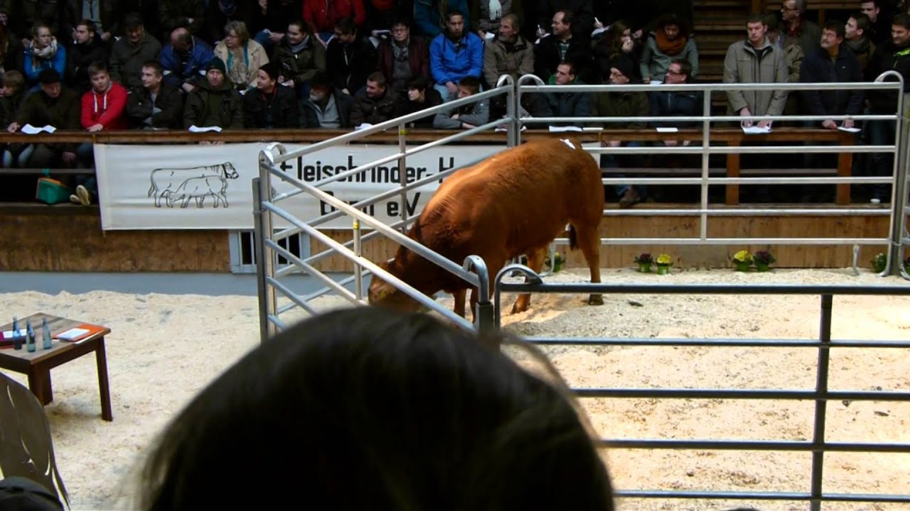 Ricardo PP: Versteigerung Bullenhalle Meschede | Limousin Schocke