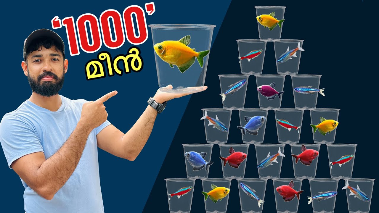 💥കടയിലെ മുഴുവൻ മീനിനെയും മേടിച്ചു!! | Bought all the Tetra Fish