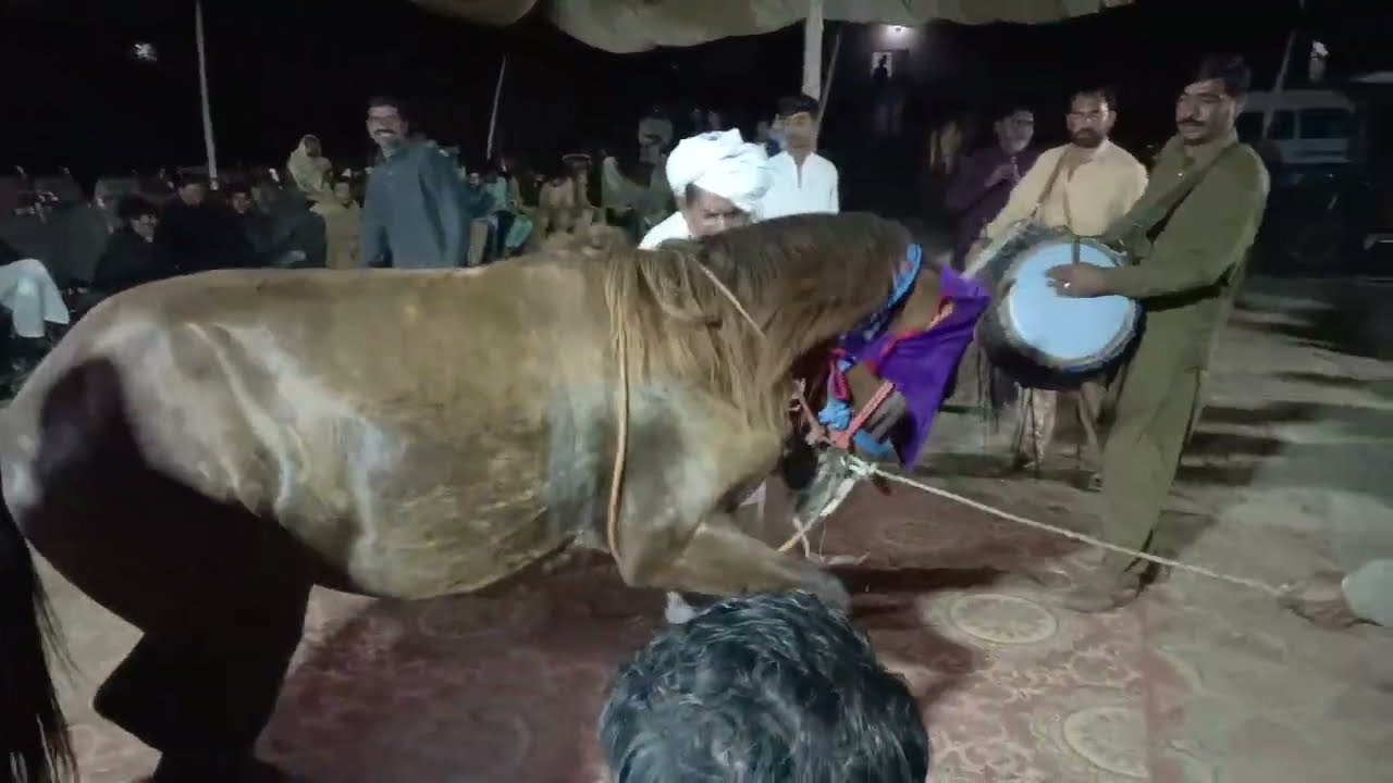 گھوڑا ڈانس سپیشل پروگرام چک نمبر 265