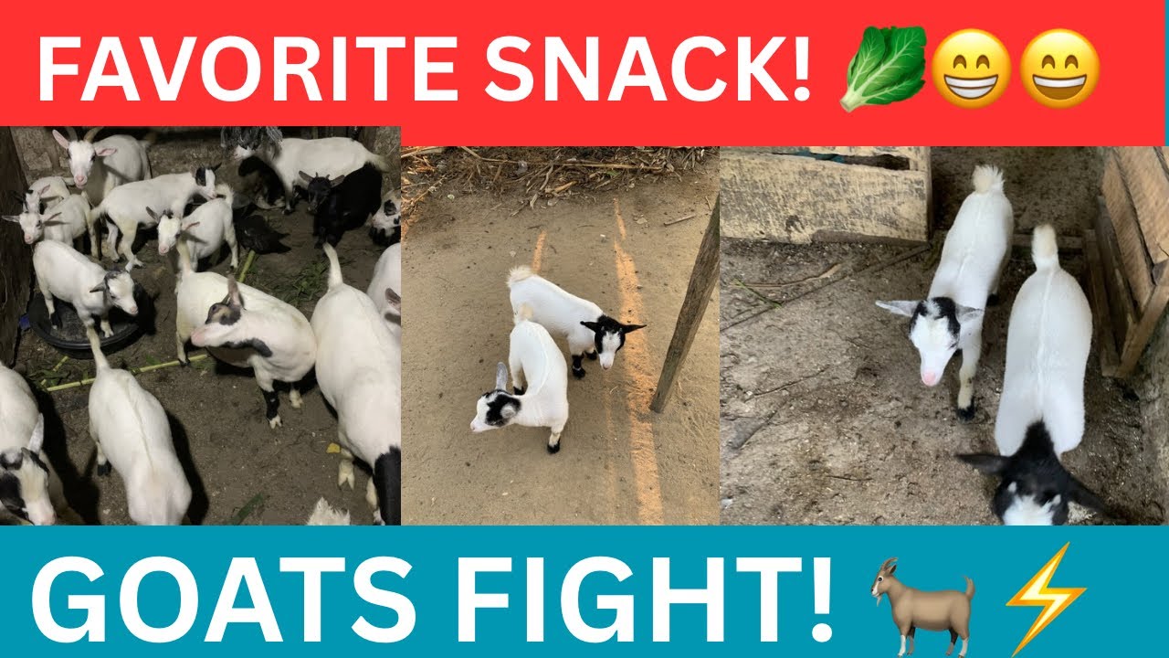 Baby Goats Fight Over Their Favorite Snack! 🐐🥬 (Live)