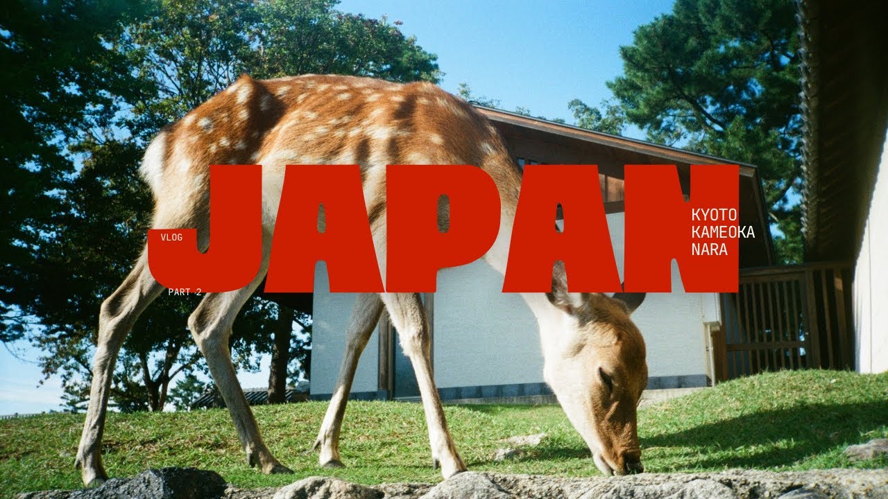 JAPAN VLOG | Киото, Камеока и Нара | Бегаем от оленей | Обзор покупок 