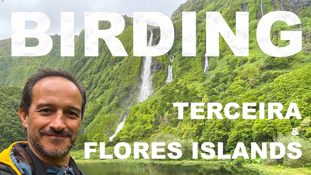 Birding Azores - Terceira and Flores Islands