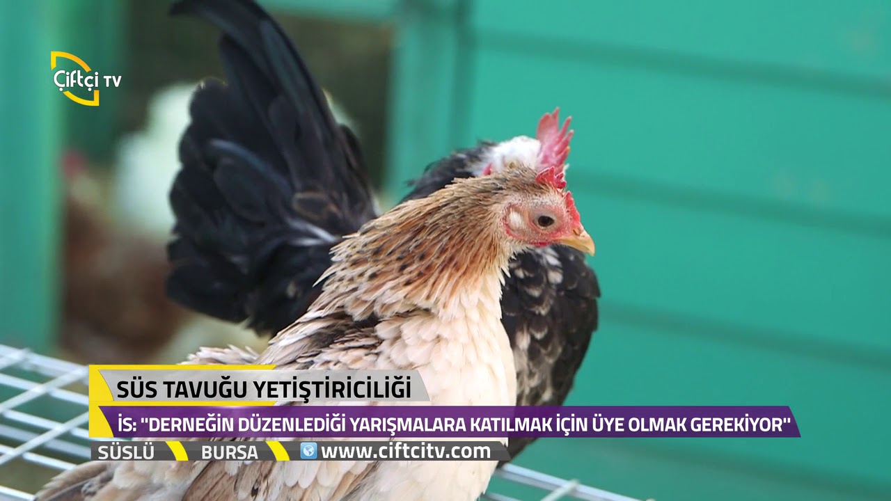 Süs tavuk Yetiştiriciliğinde Bilinmeyen Özellikler - Süslü