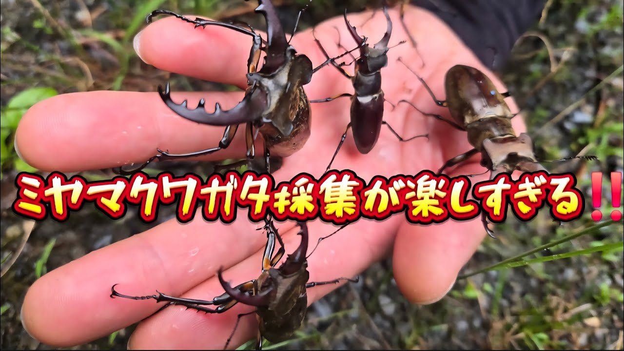 【昆虫採集】ミヤマクワガタ新規開拓⁉️