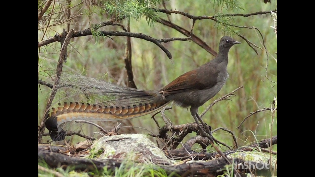 Masteran paling dicari sekaligus pancingan emosi murai batu ...