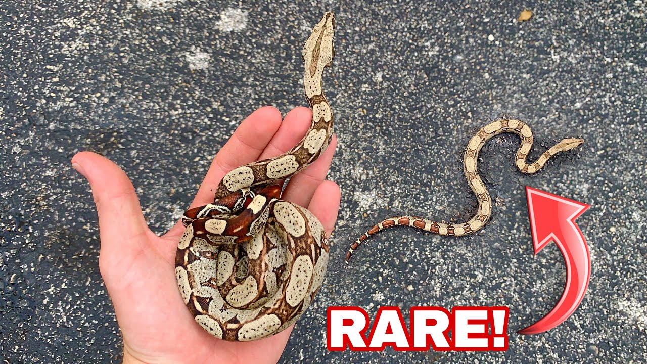 CATCHING RARE RED TAIL BOAS IN THE WILD!