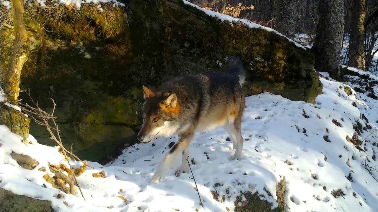 Zima na horách, s mačkami sa roztrhlo vrece | Winter in the mountains, suddenly cats are everywhere