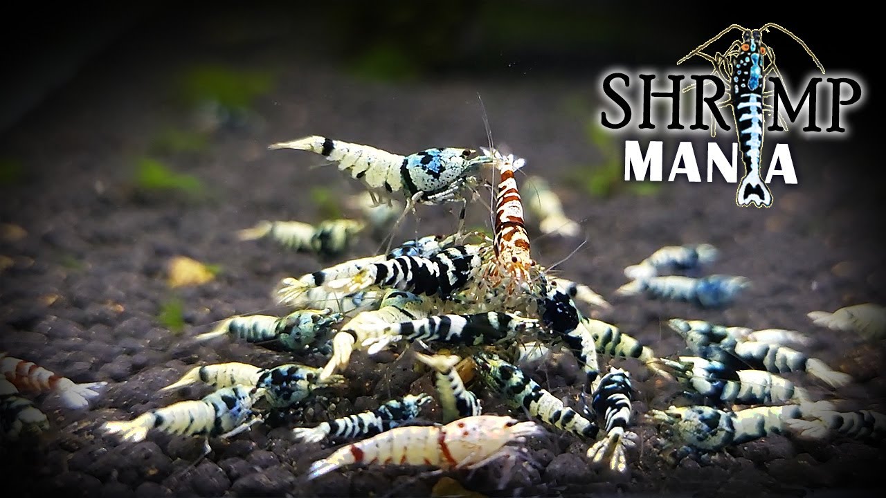 Cloning my Shrimp Tank | Shrimp Mania