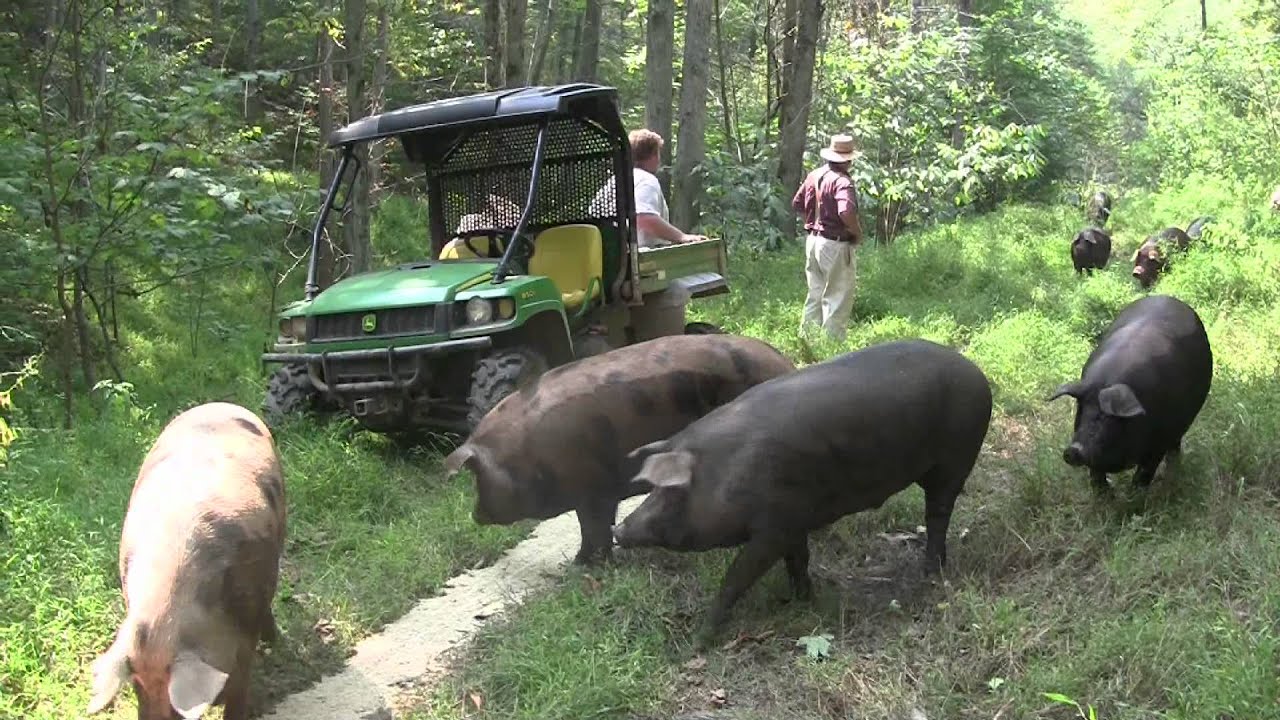 The Art of Gourmet Pigs