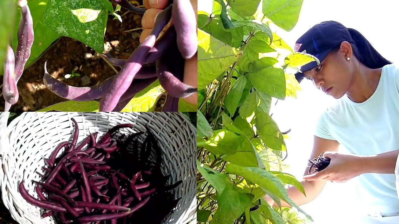 HOW TO GROW ROYAL BURGUNDY BUSH BEANS | THE LIFE OF A PURPLE BEANS❤️