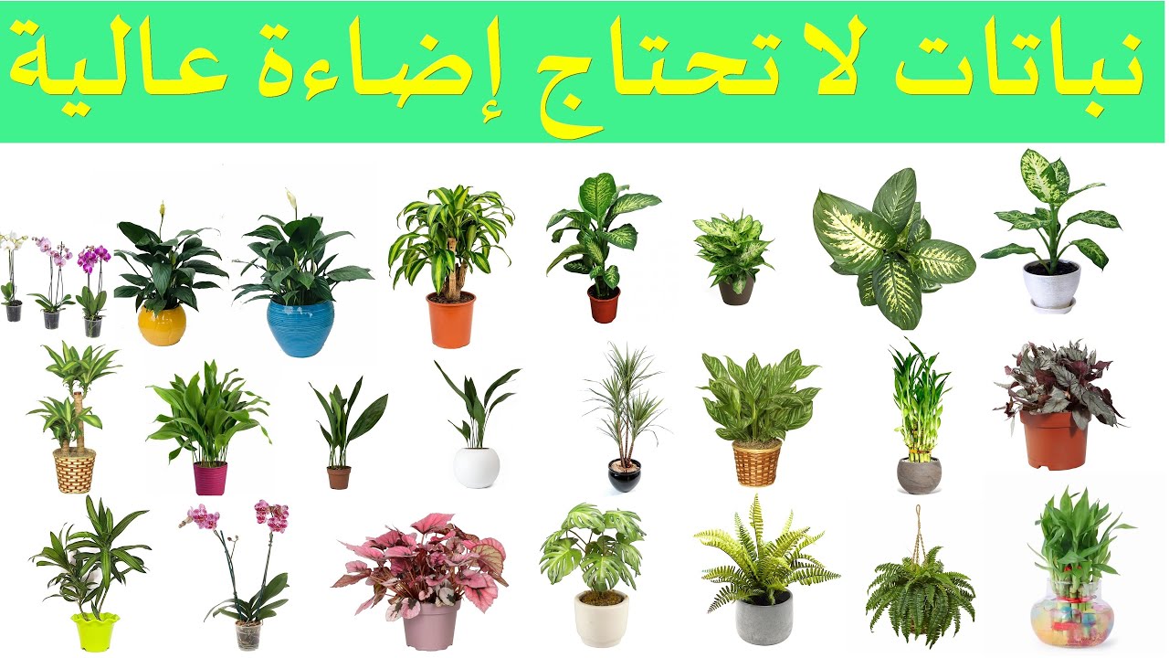 نباتات داخلية لا تحتاج إضاءة عالية داخل البيت 20  نبتة