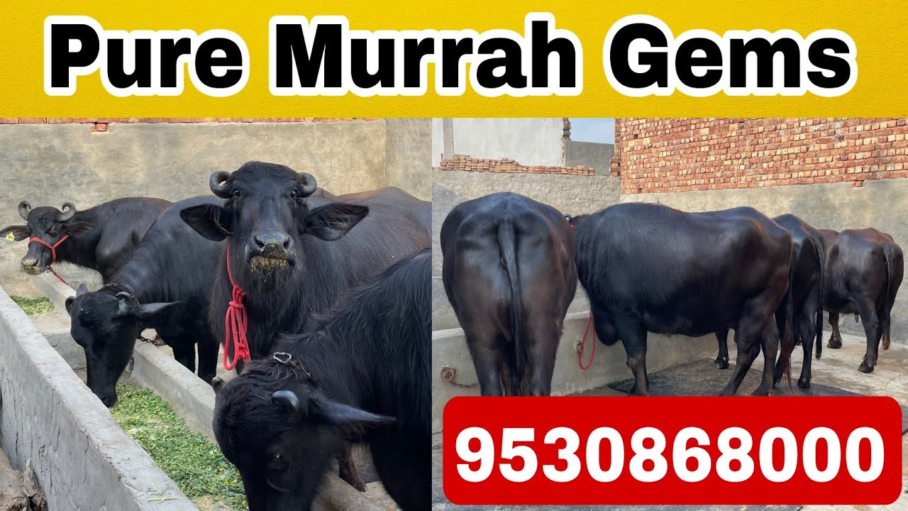 9530868000 Pure Z Black 2 Murrah Buffaloes and Heifers - ऐवन क्वालिटी का पशुधन - भाई चमकोर (Punjab)