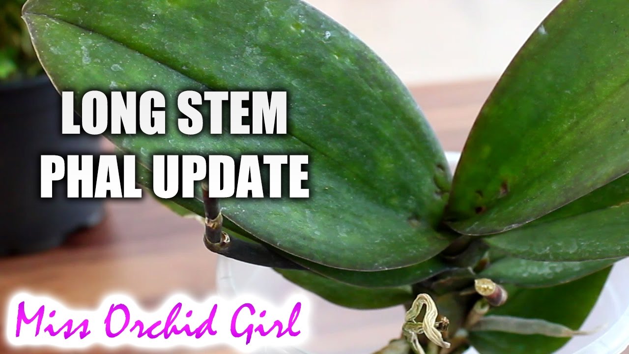 Long stem Phalaenopsis Orchid update + mystery plant?