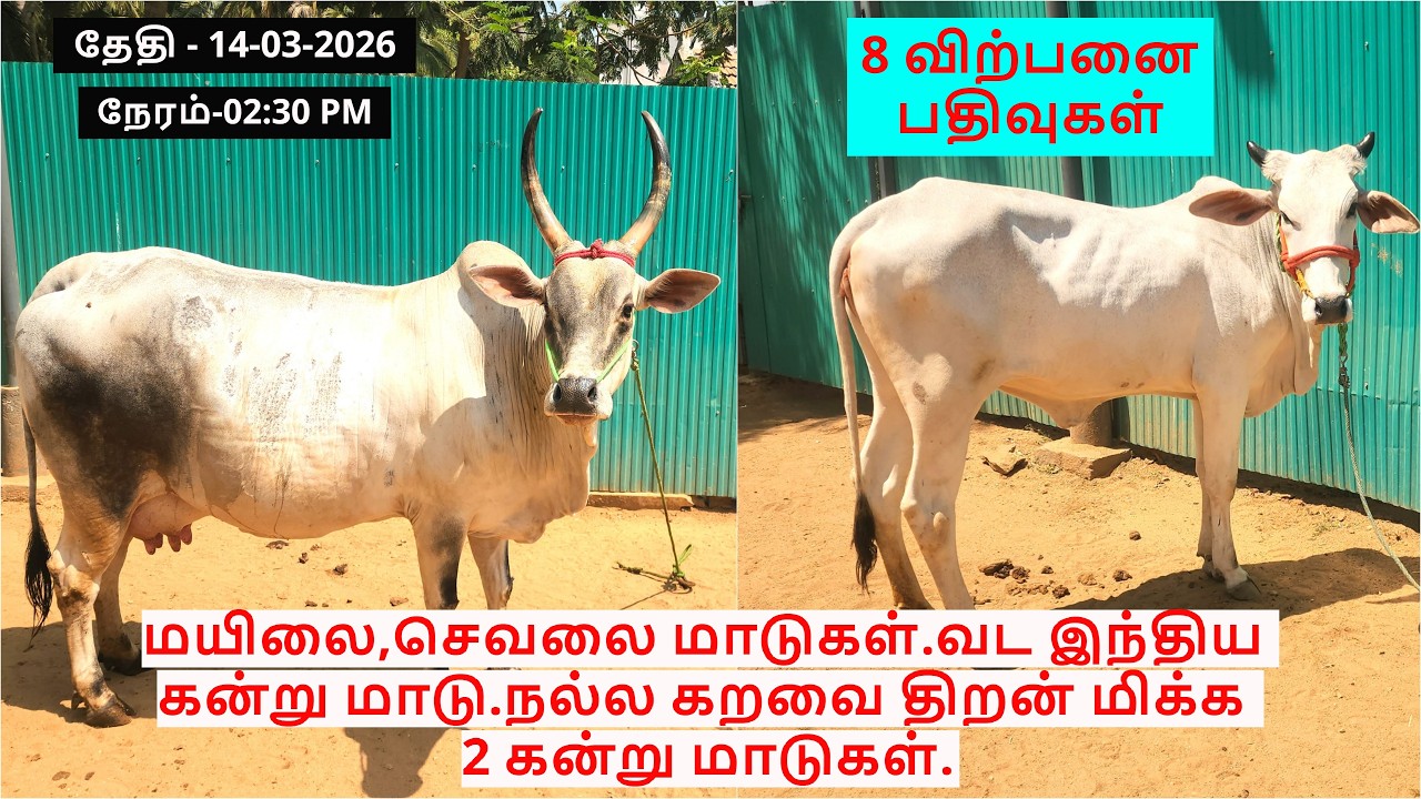 மயிலை,செவலை மாடுகள்.வட இந்திய கன்று மாடு.தார்பார்கர் கிடாரி.நல்ல கறவை திறன் மிக்க 2 கன்று மாடுகள்.