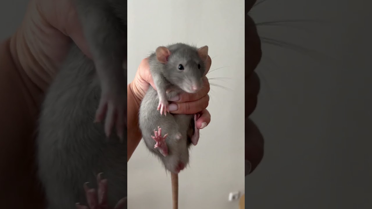 Крысеныш стал издавать странные звуки недавно, может кто в курсе почему он так делает? #крыса
