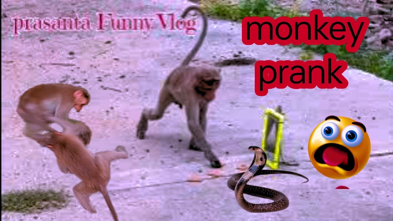 Monkey Funny video | Rubber Snake Prank video 🪱🐒🍌