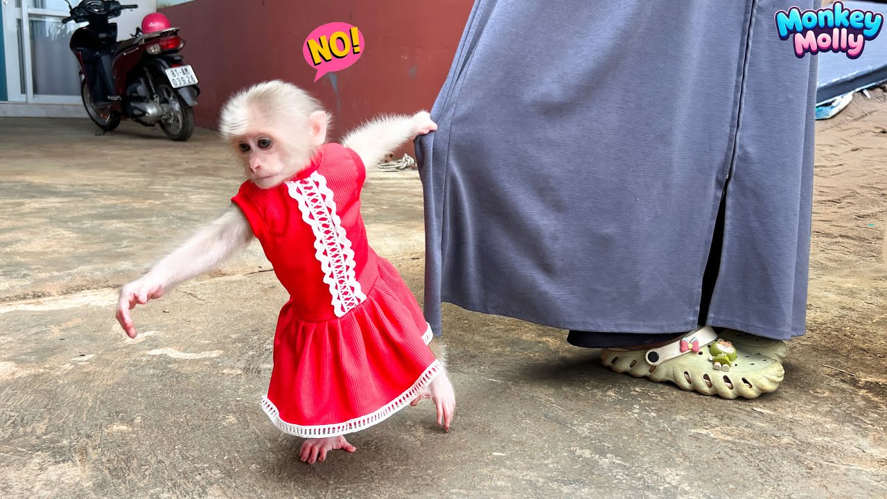 Обезьянка Молли не хочет, чтобы мама выходила после болезни.