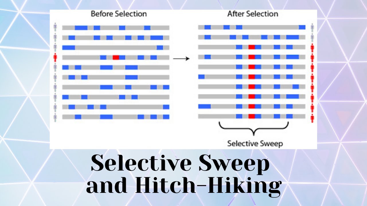 Selective sweep and Hitch-Hiking