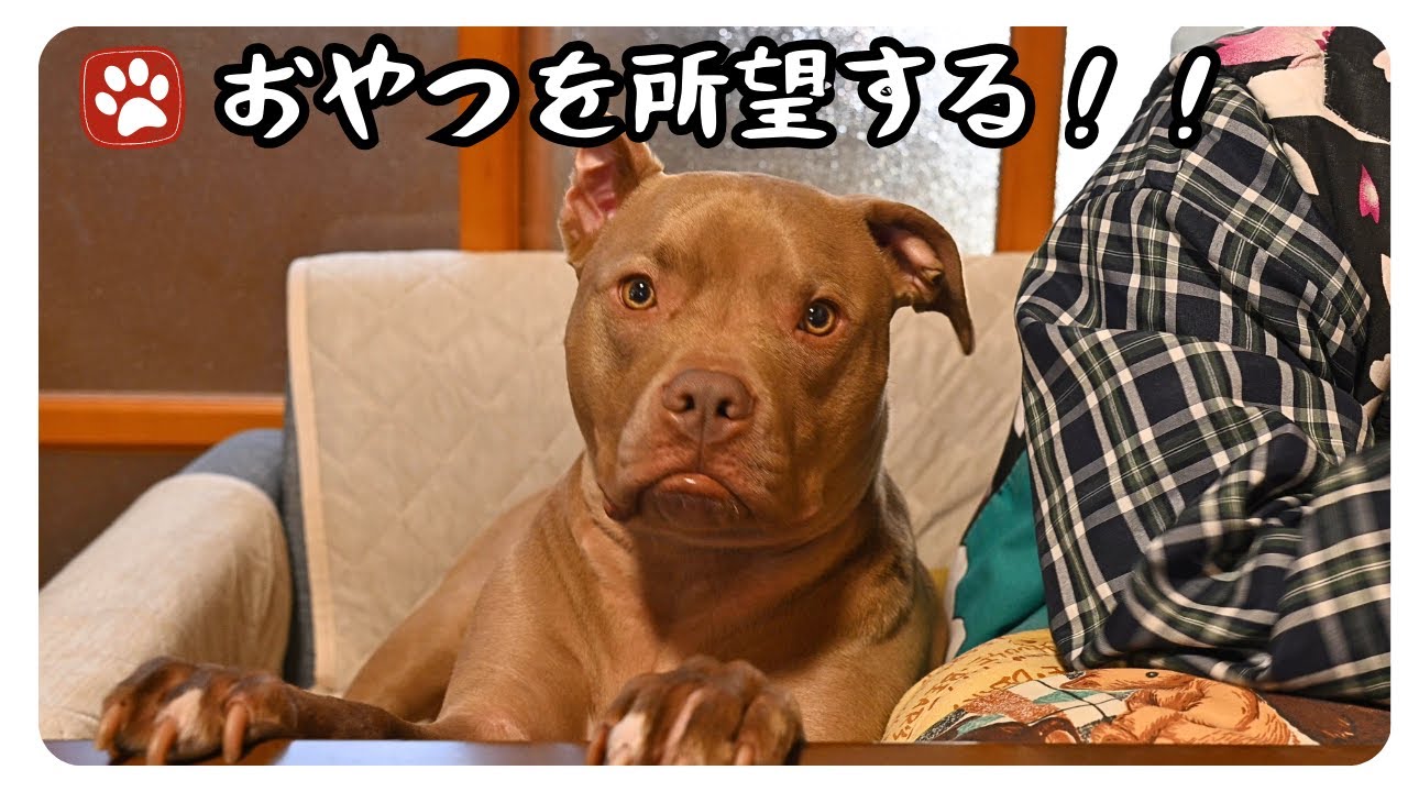 ピットブルのデイジーがおやつを前にして見せる可愛いリアクション！