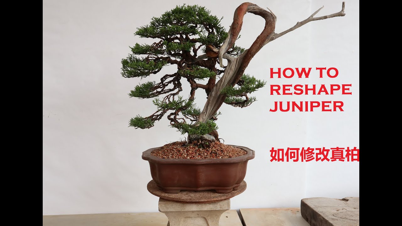 HOW TO RESHAPE JUNIPER 如何修改真柏