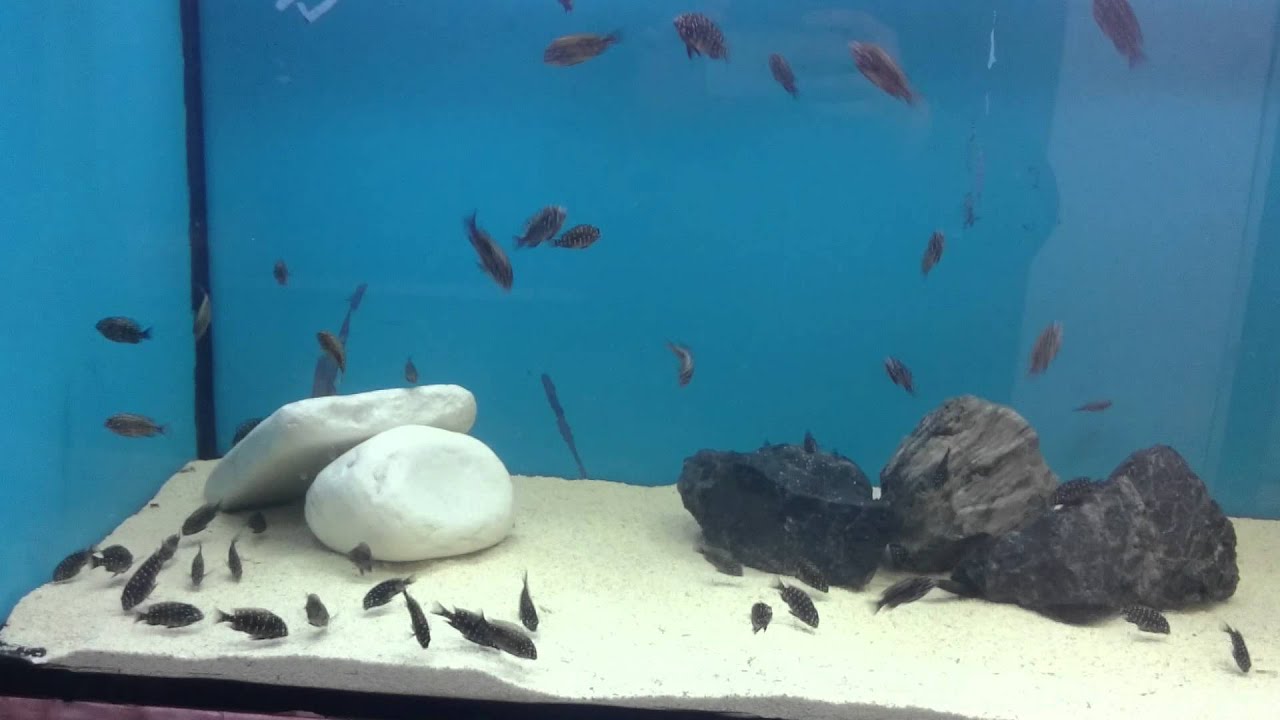 Duboisi masva yavrusu