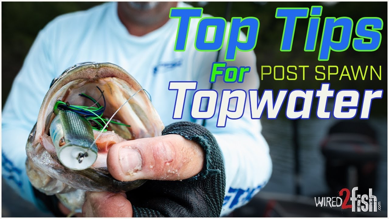 Lawyer's Tips for Topwater Fishing Post-Spawn Bass