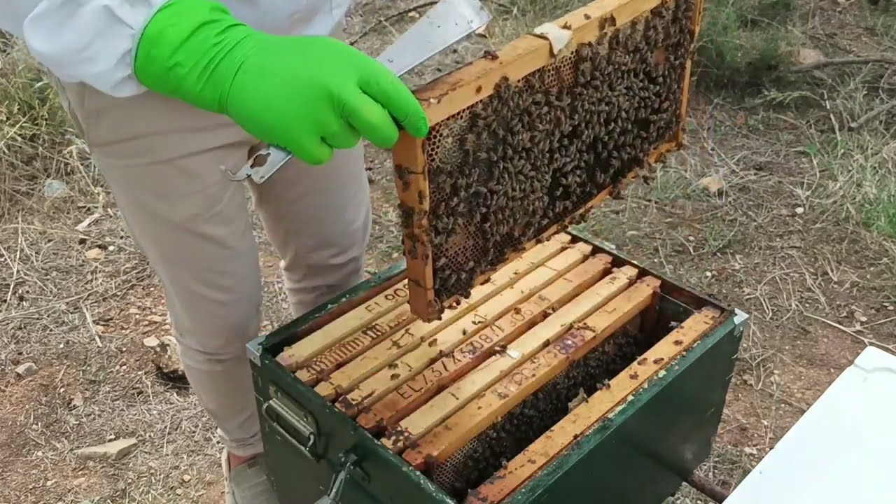 Δυνατά μελίσσια το φθινόπωρο..