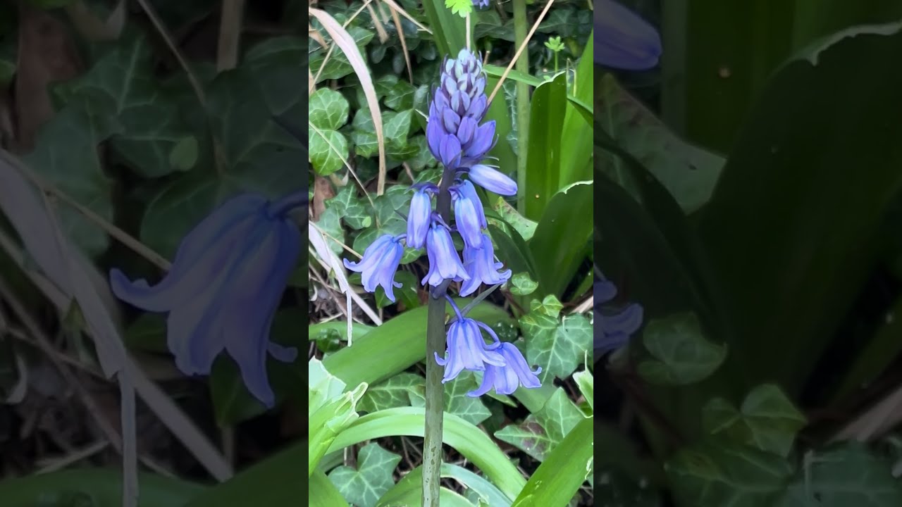 Bluebell Season in the UK | The Magic of Bluebells & Their Folklore.  (Hyacinthoides non-scripta)
