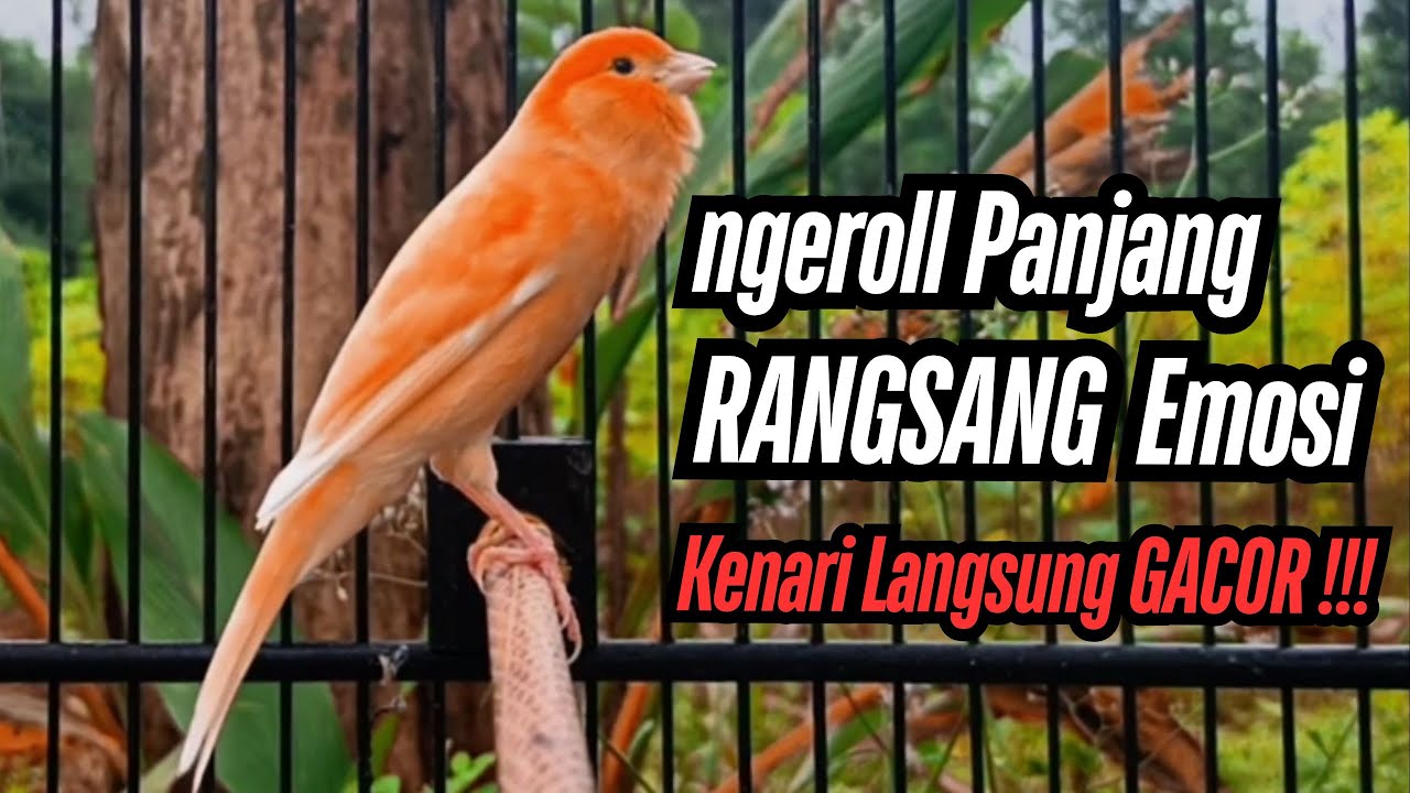 PANCINGAN KENARI GACOR CUIT CUIT COCOK UNTUK MASTERAN DAN TERAPI KENARI MACET BUNYI AGAR GACOR