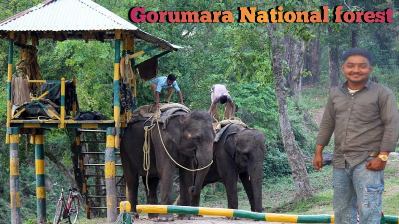 Gorumara National Park // A Hidden Gem of North Bengal // Dakshina Dhupjora // Elephant &Dours