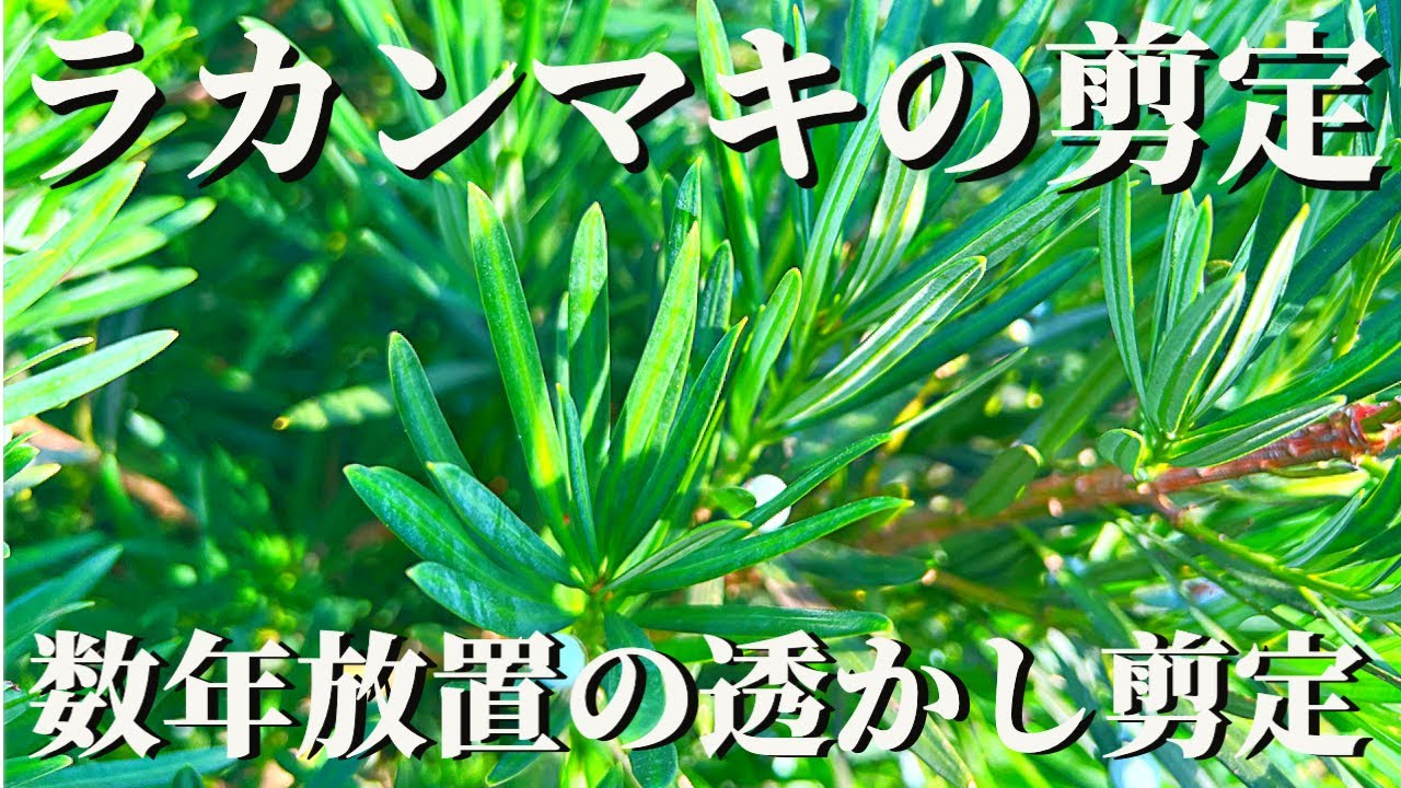【ラカンマキの剪定①】よくある数年ぶりのラカンマキの透かし剪定の仕方！