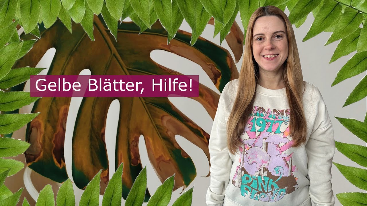 Warum werden Monstera Blätter gelb? DAS sind die häufigsten Ursachen!