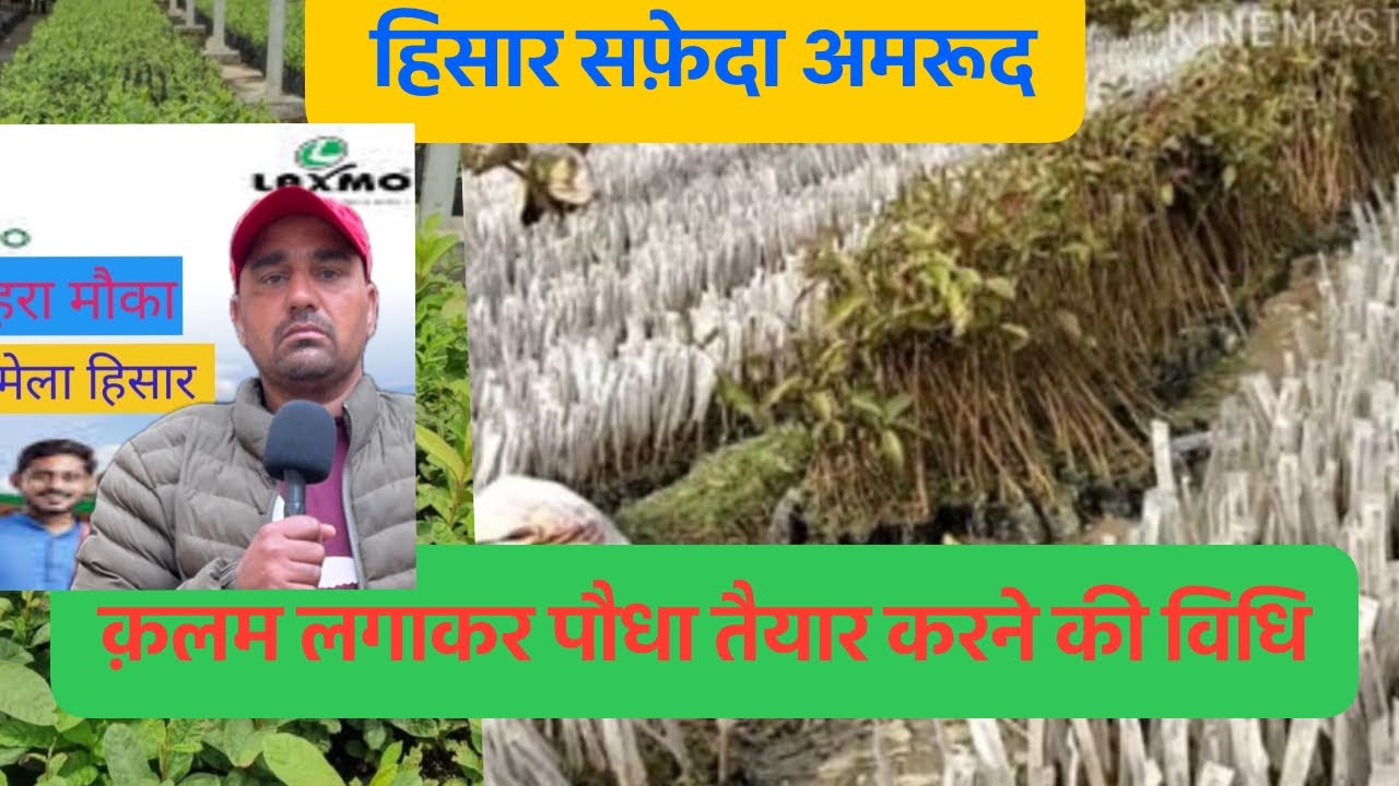 हिसार सफ़ेदा अमरुद के पौधे तैयार करने की विधि 