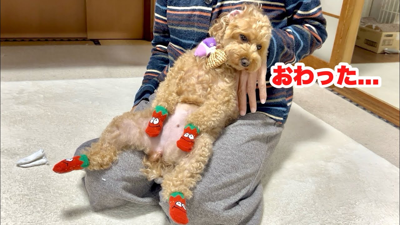 寒くなって来たので靴下をプレゼントされたトイプードル...