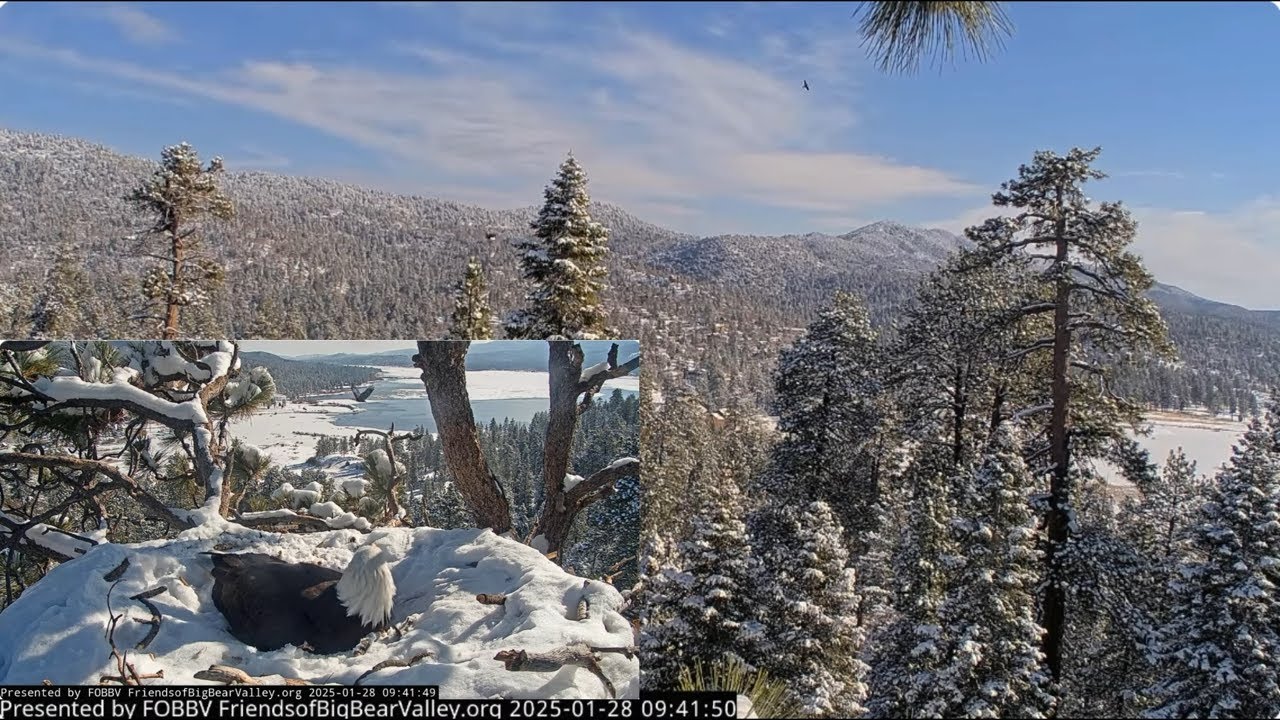 Shadow guards the eggs, Jackie chases away the ravens FOBBV CAM Big Bear Bald Eagle Cam 1 / Cam 2