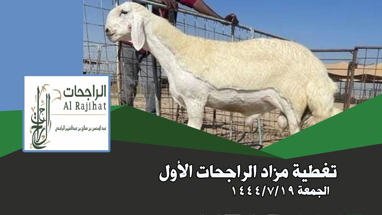 مزاد الراجحات الاول يوم الجمعة 19-7-1444هجري | سوق نوادر الحري عمق